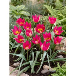 Tulipan Persian Pearl - GIGA paczka! - 250 szt.