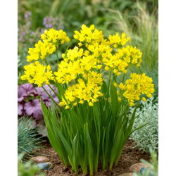 Allium moly - Czosnek złocisty - 20 cebulek