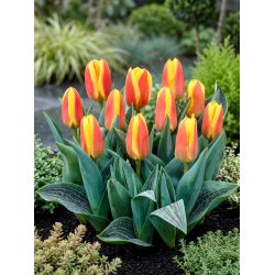 Tulipan niski czerwono-żółty - Greigii red-yellow - 5 cebulek