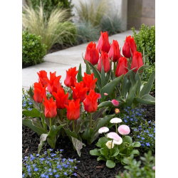 Red Deluxe - zestaw 2 odmian tulipanów - 60 szt.