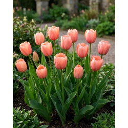 Tulipan morelowy - Apricot - 5 szt.