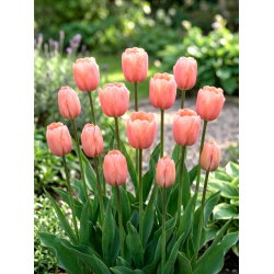 Tulipan morelowy - Apricot - GIGA paczka! - 250 szt.
