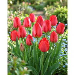 Tulipan Parade - GIGA paczka! - 250 szt.