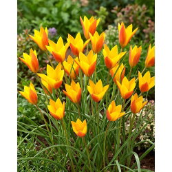 Tulipan Chrysantha Tubergen's Gem - duża paczka! - 50 szt.