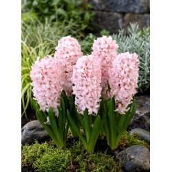 Hiacynt China Pink - op. 3 szt.