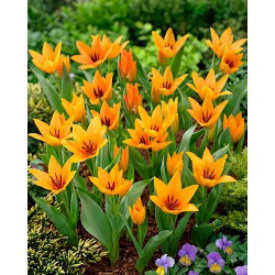 Tulipan Praestans Shogun - GIGA paczka! - 250 szt.
