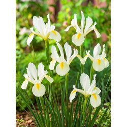 Irys holenderski - White van Vliet - 10 szt.