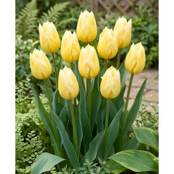 Tulipan Sweetheart - duża paczka! - 50 szt.