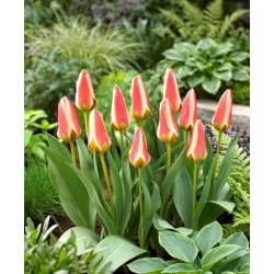 Tulipan Tarafa - 5 szt.