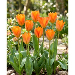 Tulipan Orange Emperor - 5 szt.