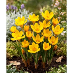 Krokus Dorothy - duża paczka! - 100 szt.