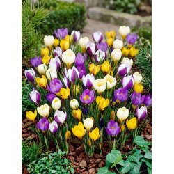 Krokus Botaniczny - mix - duża paczka! - 100 szt.
