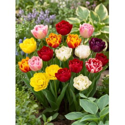 Tulipan pełny mix - Double mix - duża paczka! - 50 szt.
