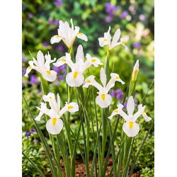 Irys holenderski - White Magic - GIGA paczka! - 500 szt.