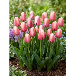 Tulipan Ollioules - duża paczka! - 50 szt.