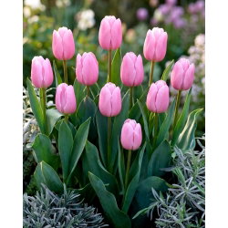 Tulipan jasnoróżowy - Light Pink - 5 szt.