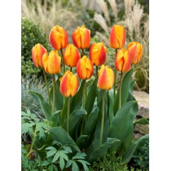 Tulipan Oxford Wonder - duża paczka! - 50 szt.