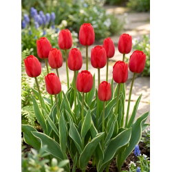 Tulipan Darwidesign - duża paczka! - 50 szt.