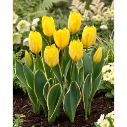 Tulipan Easter Moon - 5 szt.