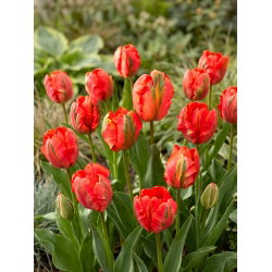 Tulipan Flower Power - 5 szt.