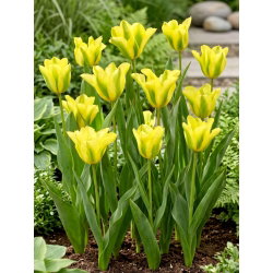 Tulipan Formosa - 5 szt.