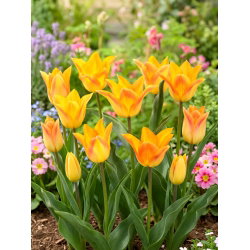 Tulipan Moonblush - 5 szt.