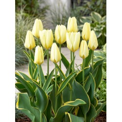 Tulipan Purissima Design - duża paczka! - 50 szt.