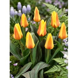 Tulipan Miskodeed - 5 szt.