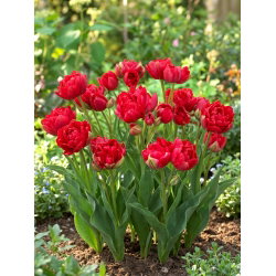 Tulipan Estatic - 5 szt.