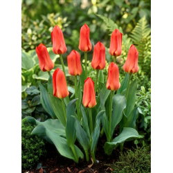 Tulipan Oriental Beauty - 5 cebulek
