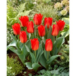 Tulipan Princeps - duża paczka! - 50 cebulek