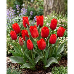 Tulipan Princesse Charmante - 5 cebulek