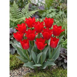Tulipan Spring Pearl - 5 cebulek