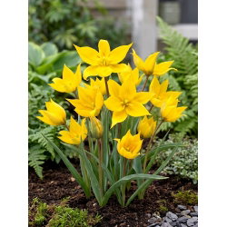 Tulipan Sylvestris - 5 cebulek