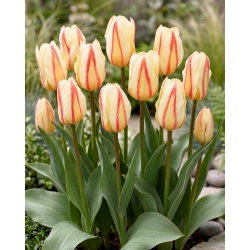 Tulipan White Fire - 5 cebulek