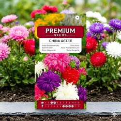 Aster chryzantemowy - 450 nasion