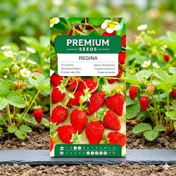 Poziomka wielkoowocowa Regina - 320 nasion