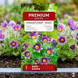 Sasanka - Anemone pulsatilla - fioletowa