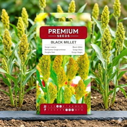 Sorgo czarne - 60 nasion