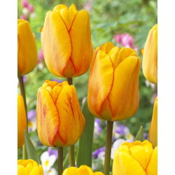 Tulipan Blushing Apeldoorn - duża paczka! - 50 szt.