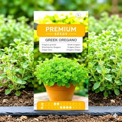Oregano greckie - bardziej intensywne od zwykłego! - 750 nasion