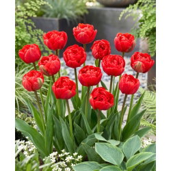 Tulipan pełny Miranda - opak. 5 cebulek