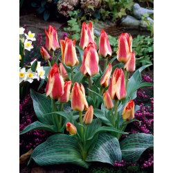 Tulipan Sylvia Warder - 5 cebulek