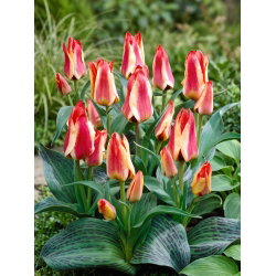 Tulipan Sylvia Warder - 5 cebulek