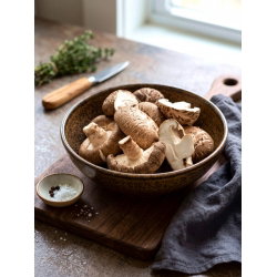 Shiitake - Duża paczka - 100 szt. - grzybnia na kołkach
