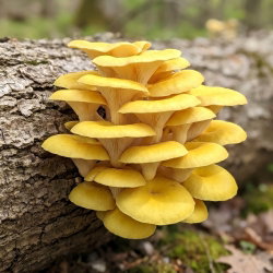 Boczniak cytrynowy - Duża paczka - 100 szt. - grzybnia na kołkach