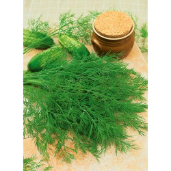 Koper ogrodowy Ambrozja - 100 gram - 70000 nasion