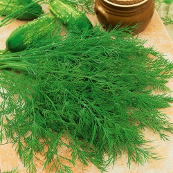 Koper ogrodowy Ambrozja - 100 gram - 70000 nasion