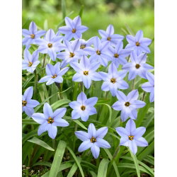 Ipheion - Ifejon - Uniflorum - GIGA paczka! - 500 szt.
