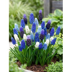 Szafirek - Muscari - zestaw kolorowych odmian - 160 szt.